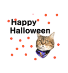 かわいい猫たちの一言（個別スタンプ：28）