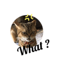 かわいい猫たちの一言（個別スタンプ：29）