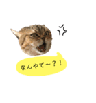 かわいい猫たちの一言（個別スタンプ：30）