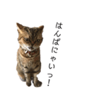 かわいい猫たちの一言（個別スタンプ：31）