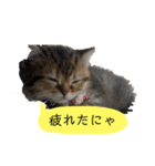 かわいい猫たちの一言（個別スタンプ：32）