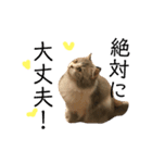 かわいい猫たちの一言（個別スタンプ：33）