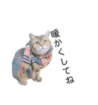かわいい猫たちの一言（個別スタンプ：34）