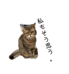 かわいい猫たちの一言（個別スタンプ：35）