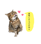 かわいい猫たちの一言（個別スタンプ：36）