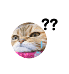 かわいい猫たちの一言（個別スタンプ：37）