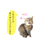 かわいい猫たちの一言（個別スタンプ：38）