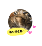 かわいい猫たちの一言（個別スタンプ：39）