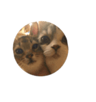 かわいい猫たちの一言（個別スタンプ：40）