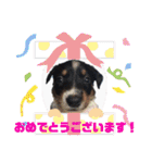 マクナブファミリー in JAPAN（個別スタンプ：16）