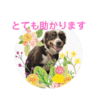 マクナブファミリー in JAPAN（個別スタンプ：35）