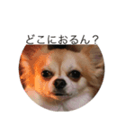 愛犬 チワワのスタンプ（個別スタンプ：1）