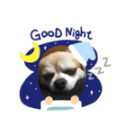 愛犬 チワワのスタンプ（個別スタンプ：2）