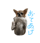愛犬 チワワのスタンプ（個別スタンプ：5）