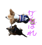 愛犬 チワワのスタンプ（個別スタンプ：6）