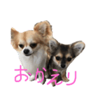 愛犬 チワワのスタンプ（個別スタンプ：7）