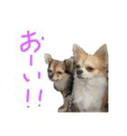 愛犬 チワワのスタンプ（個別スタンプ：8）