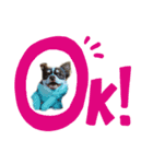 わんこつめあわせ（個別スタンプ：1）