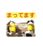 わんこつめあわせ（個別スタンプ：5）