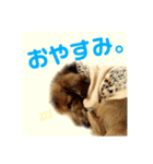 わんこつめあわせ（個別スタンプ：7）