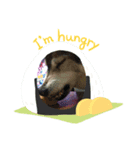 日常のわんこ（個別スタンプ：5）