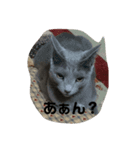 うちの猫ぱにお1（個別スタンプ：1）