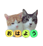 よーさん家のにゃんこ（個別スタンプ：3）