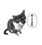 よーさん家のにゃんこ（個別スタンプ：13）