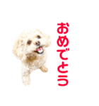 ラフのひとこと②（個別スタンプ：16）