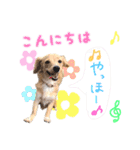 チワックスのティアラ 3（個別スタンプ：1）