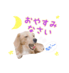 チワックスのティアラ 3（個別スタンプ：2）