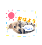 チワックスのティアラ 3（個別スタンプ：3）