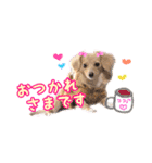 チワックスのティアラ 3（個別スタンプ：4）