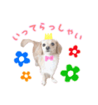 チワックスのティアラ 3（個別スタンプ：13）