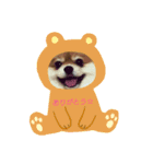 ポメラニアンシロたん（個別スタンプ：6）
