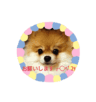 ポメラニアンシロたん（個別スタンプ：8）