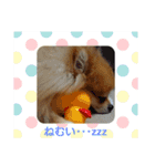 ポメラニアンシロたん（個別スタンプ：9）
