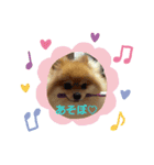 ポメラニアンシロたん（個別スタンプ：10）