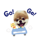 ポメラニアンシロたん（個別スタンプ：14）