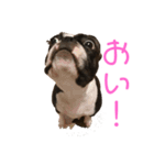 ボストンテリアのハム（個別スタンプ：4）