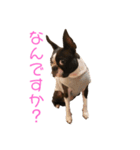 ボストンテリアのハム（個別スタンプ：5）