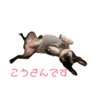ボストンテリアのハム（個別スタンプ：9）