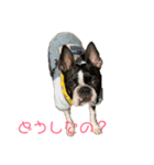 ボストンテリアのハム（個別スタンプ：13）