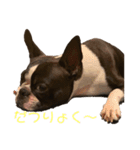 ボストンテリアのハム（個別スタンプ：14）