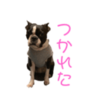 ボストンテリアのハム（個別スタンプ：16）