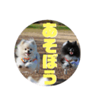 モチハルクッキー2（個別スタンプ：16）