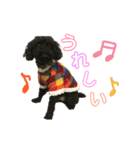 トイプードルのシュンくん（個別スタンプ：16）