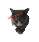 猫のソウルくん（個別スタンプ：1）