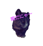 猫のソウルくん（個別スタンプ：2）