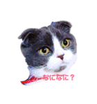 スコティッシュねこ   ひげまるくんの1日（個別スタンプ：1）